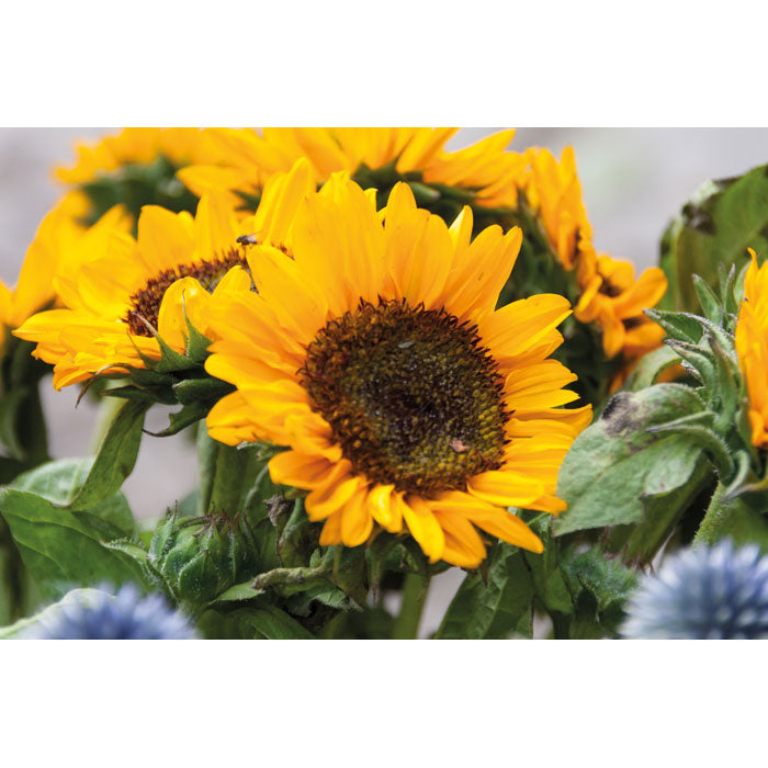 GIRASOL — Beige — détail 2