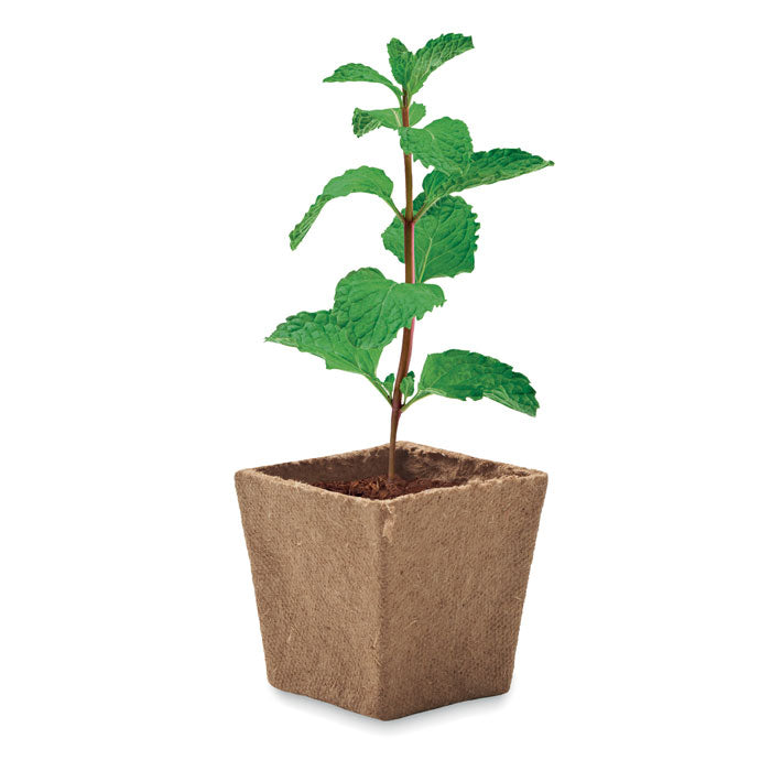 MINT KIT — Beige — dessus
