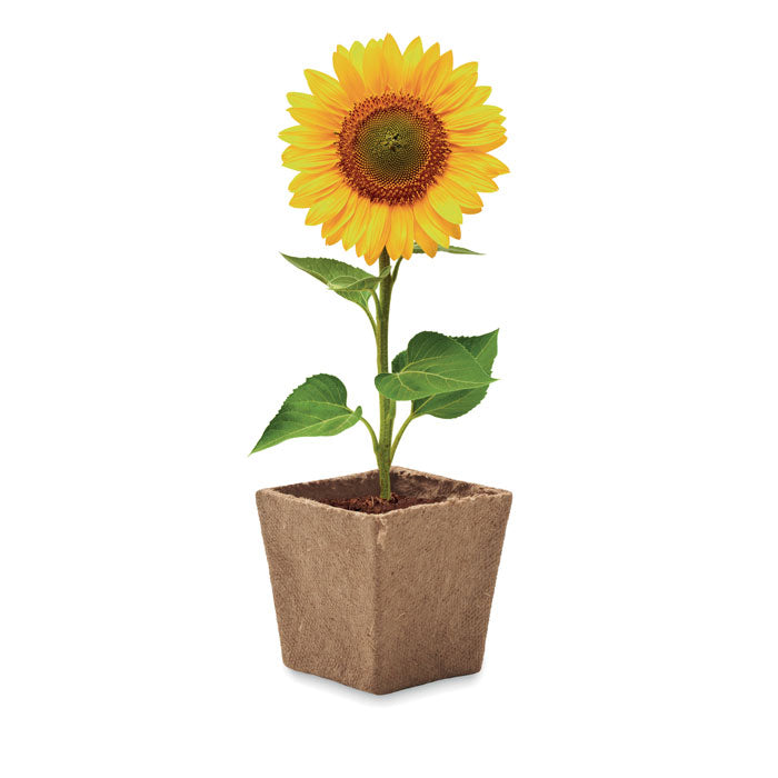 SUNFLOWER KIT — Beige — dessus