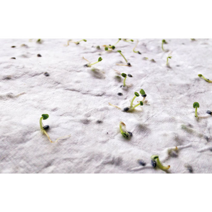 ASIDA — Blanc — détail 5