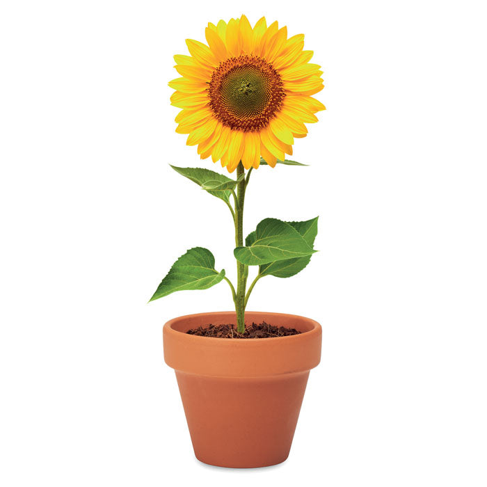 SUNFLOWER — Bois — item detail picture